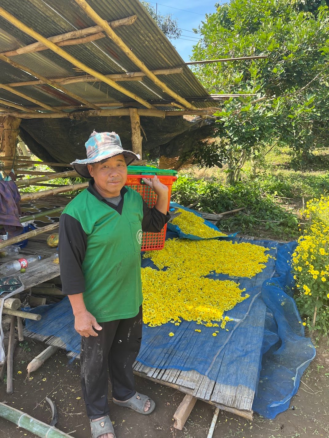 Ever Wondered Where the Chrysanthemums in your Chrysanthemum Tea Come From?
