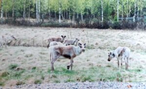 Reindeer without antlers. Lapland, Sweden.