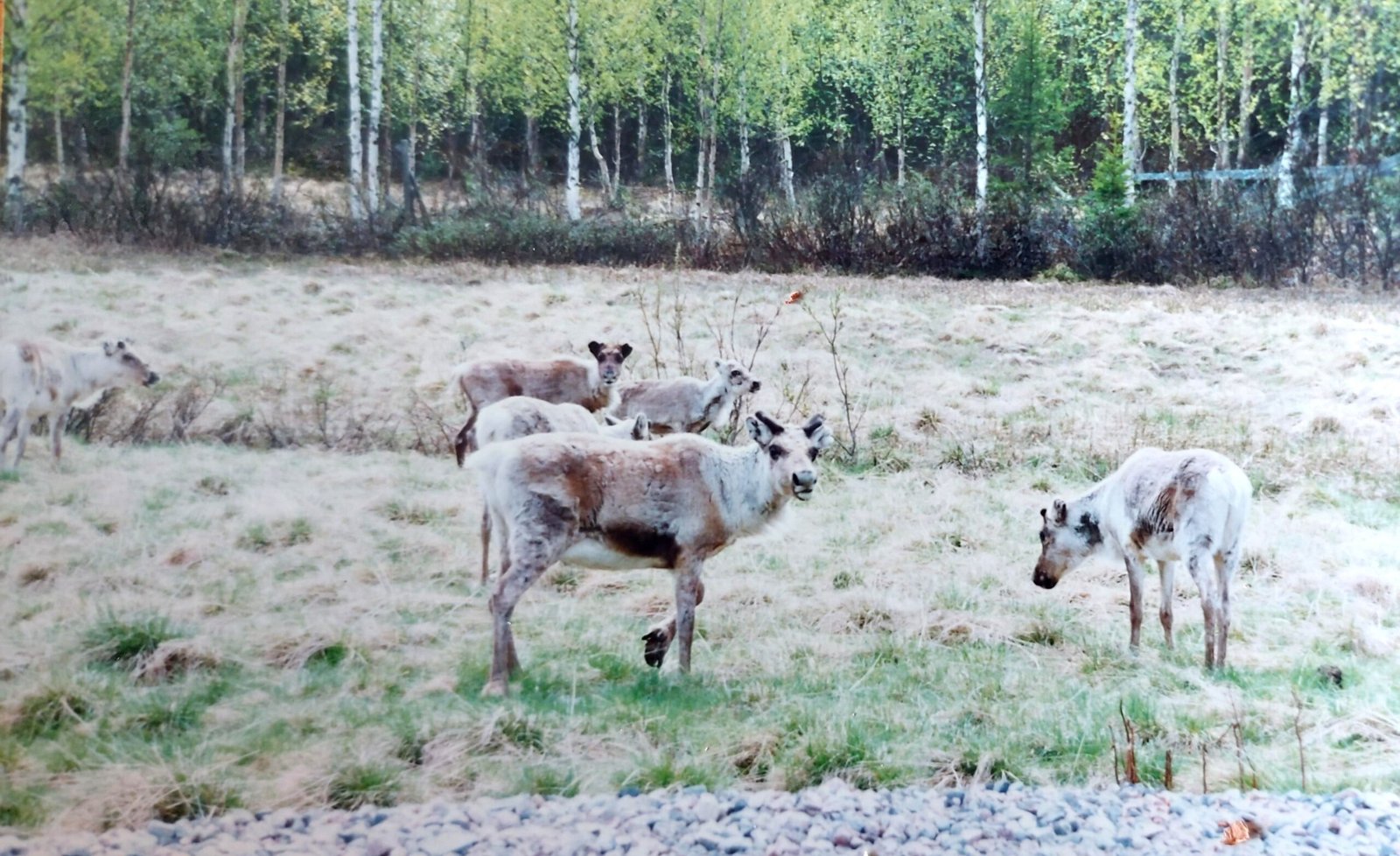 Reindeer without antlers. Lapland, Sweden.