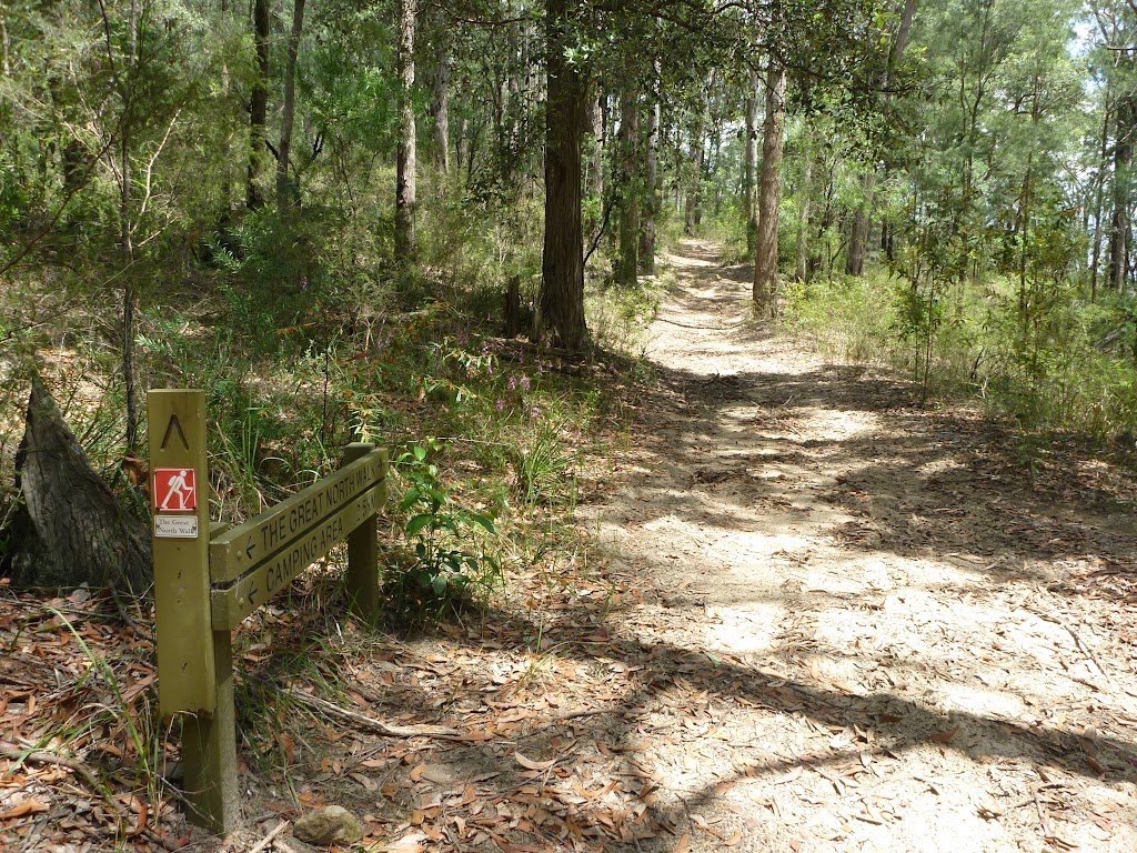 The trail on the Great North Walk.