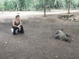 Close look at a Komodo dragon. Komodo National Park, Indonesia.