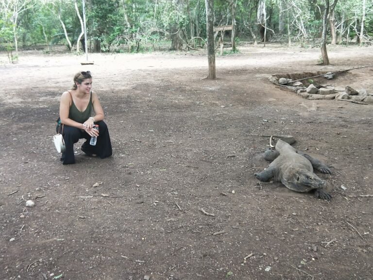 Close look at a Komodo dragon. Komodo National Park, Indonesia.