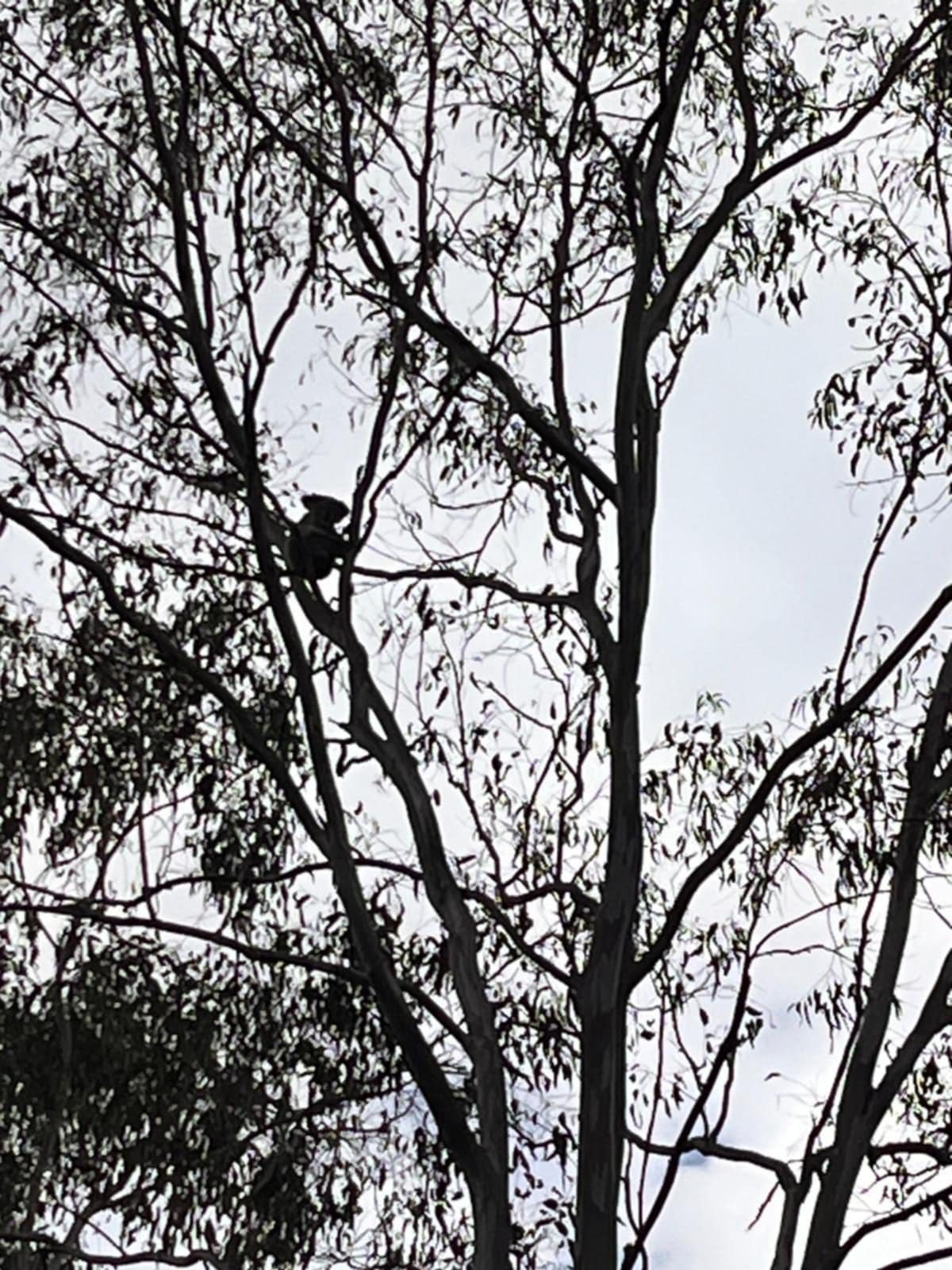 Koala in a tree.  They can be incredibly difficult to spot.  It helps if you have a dog attuned to their scent.