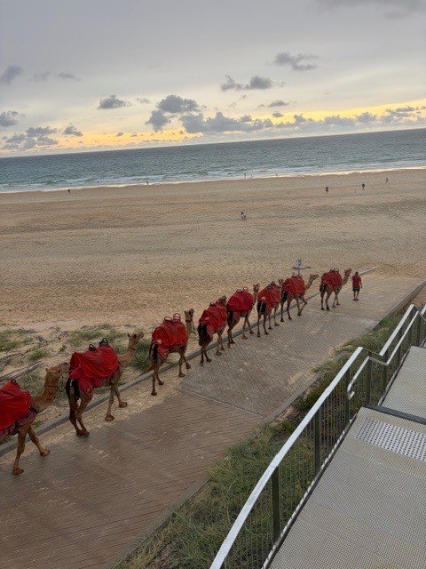 Camels at sunset. Cable Beach, Broome