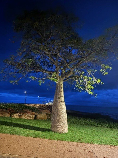 A boab tree looms starkly in the early morning light near Broome, Western Australia