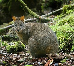 A Pademelon, a small marsupial native to eastern mainland Australia and Tasmania.