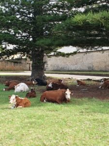 Cows on Norfolk Island. They wander around all day but somehow find their way home at night. And they have right of way always.