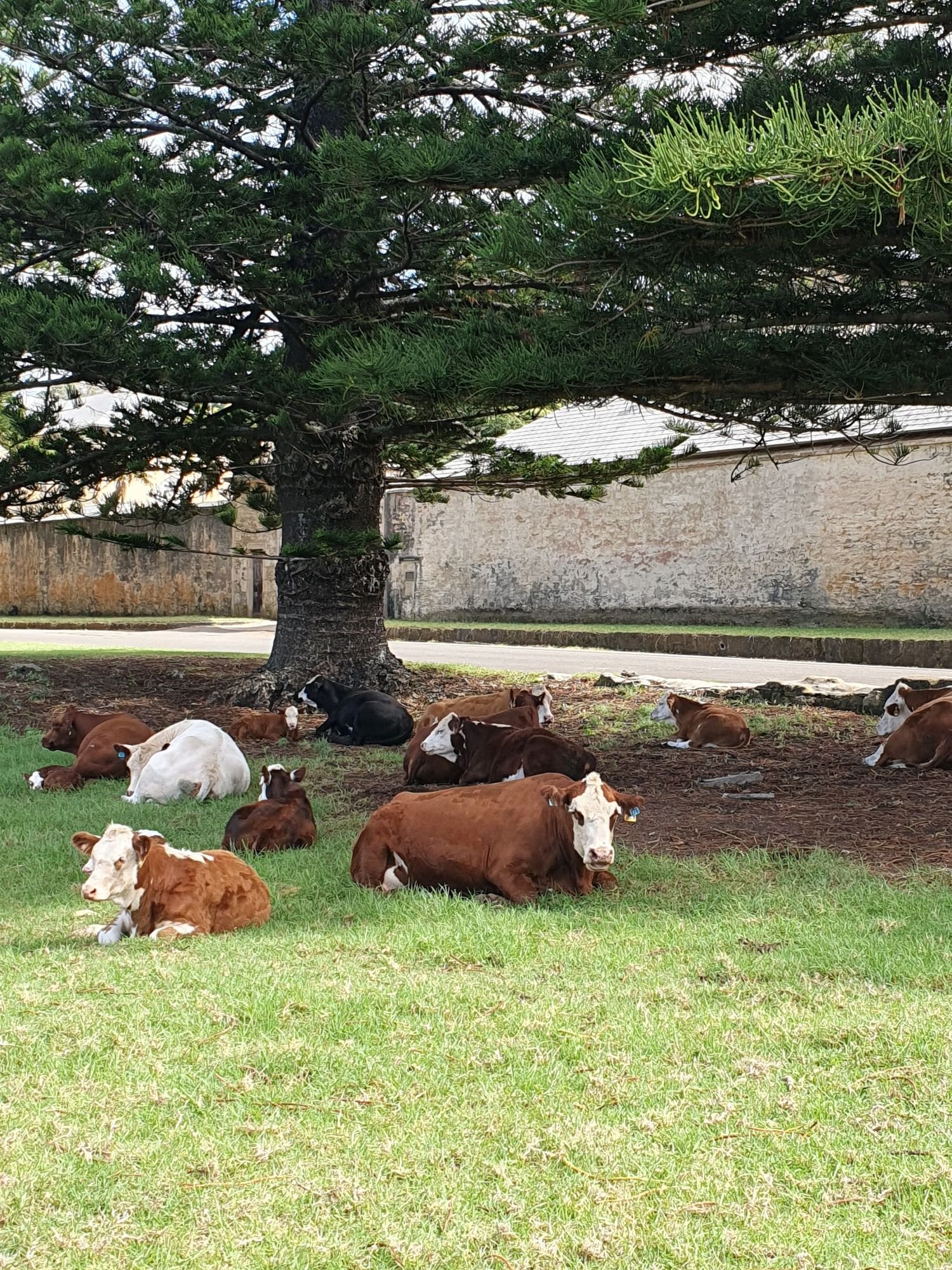 Cows on Norfolk Island. They wander around all day but somehow find their way home at night. And they have right of way always.