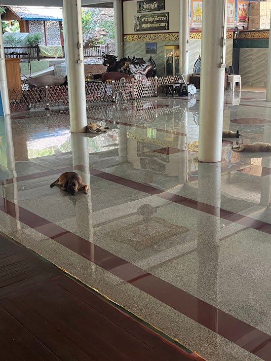 Dogs resting inside Wat Thang Sai, Ban Krut, Thailand.