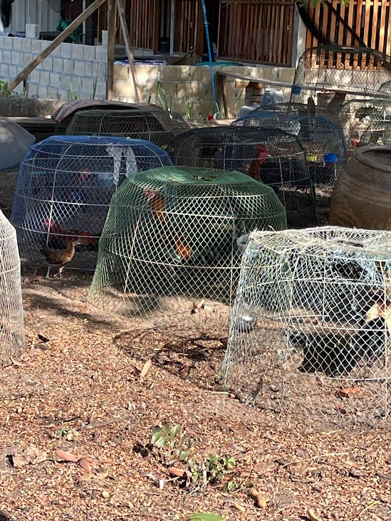 Fighting roosters in cages near Bang Saphan, Thailand.
