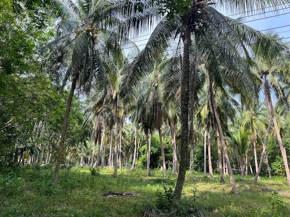 Palm grove near Bang Boet, Thailand.