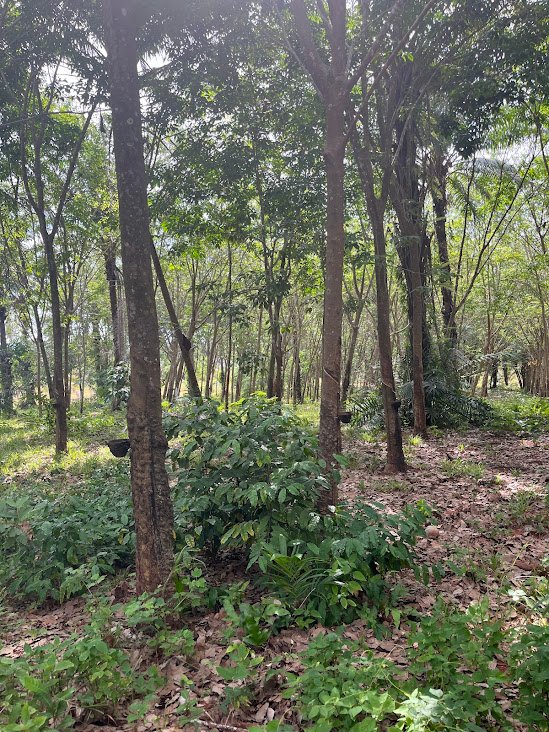 Rubber trees near Bang Boet, Thailand.