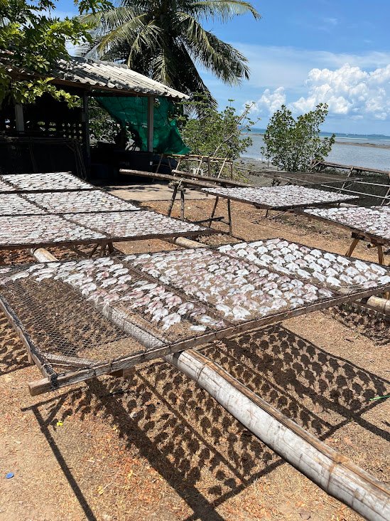 Thailand - squid drying.