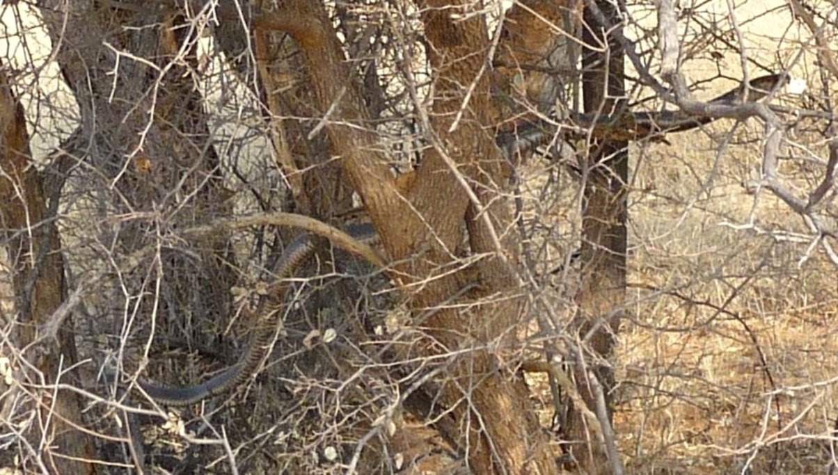 Cobra in a tree, Namibia.