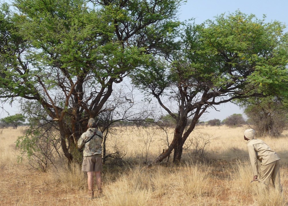 Cobra in a tree, Namibia.
