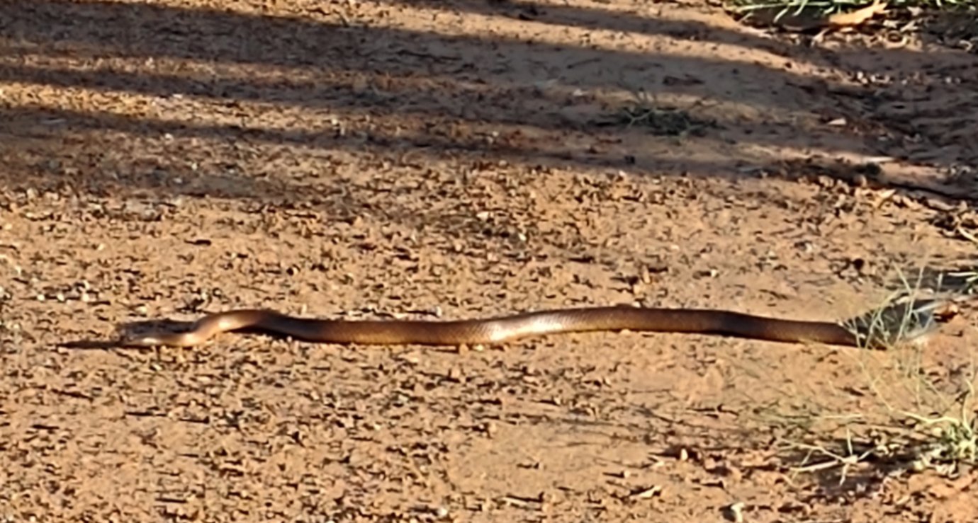 Dugite snake, Western Australia