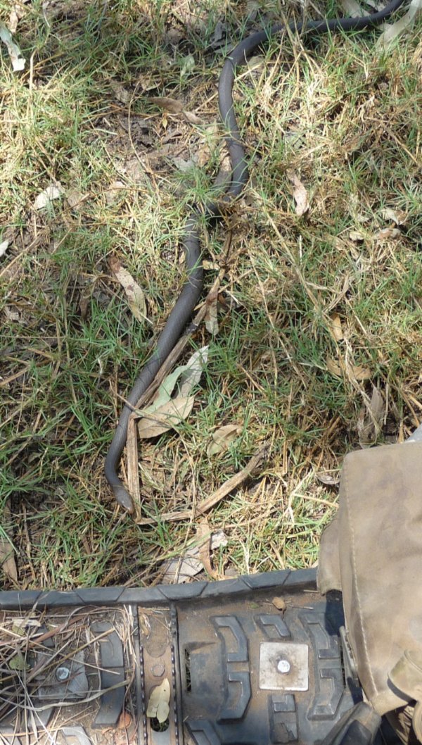 Australian whipsnake