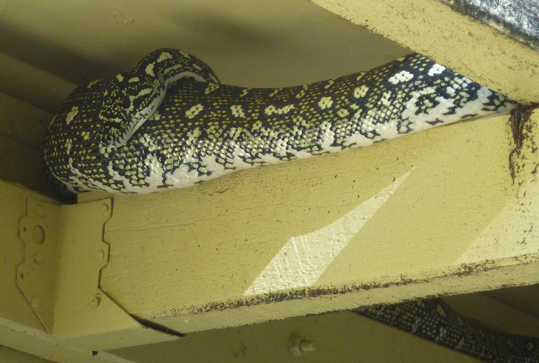 A well-fed Diamond Python resting on a house pergola - commonly encountered in urban areas.