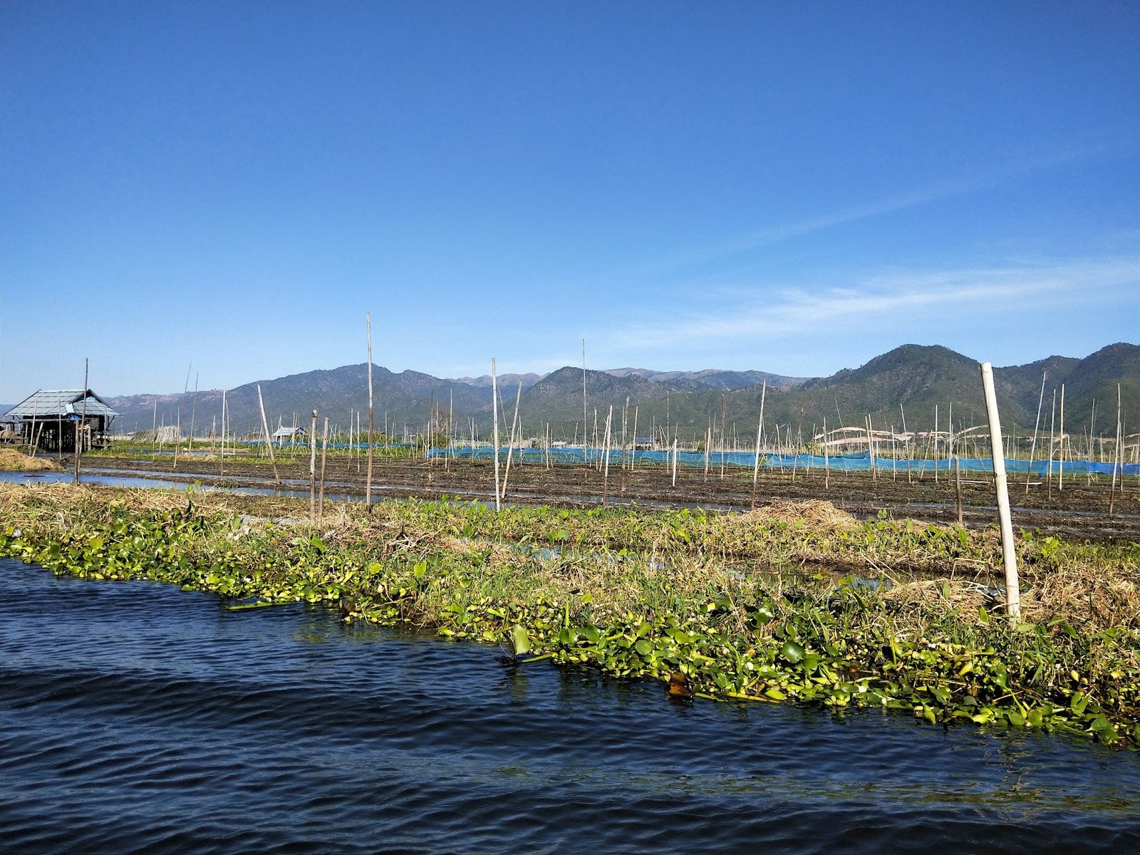 Hydroponic garden on Inle Lake, Myanmar. I saw squash, tomatoes, beans, peppers and other vegetables. Growing season is year-round.